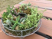 IMG_1565 多肉植物.jpg